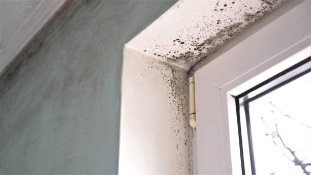 Best Same-Day Mold Removal  in Warm Mineral Springs, FL