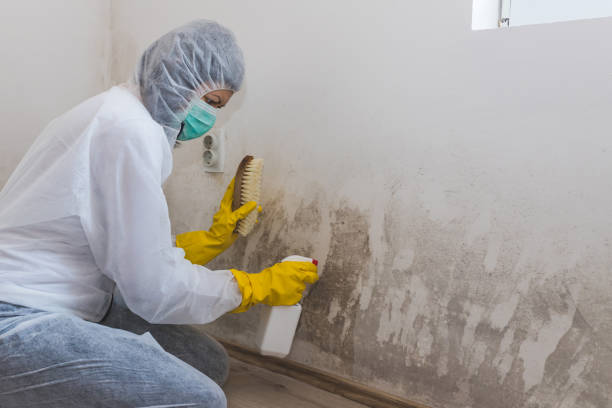 Attic Mold Removal in Warm Mineral Springs, FL