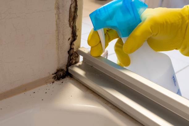Best Certified Mold Removal  in Warm Mineral Springs, FL