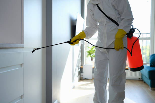 Best Mold Removal Company Near Me  in Warm Mineral Springs, FL