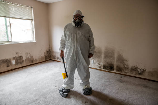 Best Local Mold Removal Service  in Warm Mineral Springs, FL