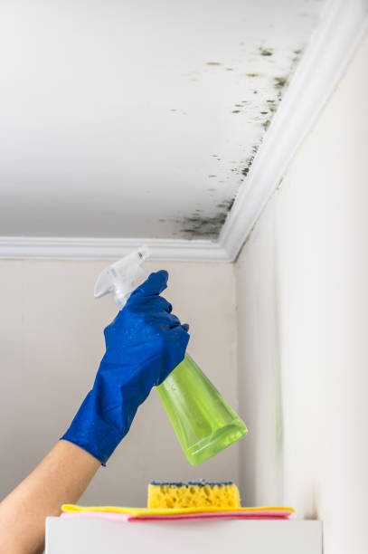Best Mold Damage Repair  in Warm Mineral Springs, FL